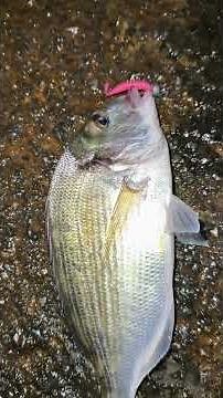 I tried Ryuji’s new LRF rod Voltage 0-5 gr and LRF reel Ryuji AjiX 500 🎣 #lrf