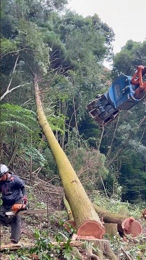 みなさんは杉と桧倒すならどっちがいいですか！？#japan #おすすめ #林業 #林業機械 #wood #forest #hitachi #sthil #伐採