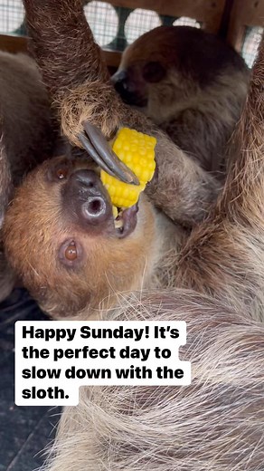 Happy Sunday! It’s the perfect day to slow down with the sloth. The Tennessee Safari Park’s sloth exhibit is now open! Come visit and experience these incredible animals up close. Don’t forget to snap a photo and tag us—we’d love to see your sloth selfies!Remember, the sloth isn’t lazy—it’s just slow. Rather than spending the entire day foraging for energy from its leafy diet, the sloth conserves energy by staying inactive. This reduces the need for heavy muscles, keeping it light enough to clim