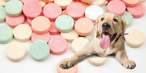 Antacid for Dogs: Active Ingredients, Do and Don’ts