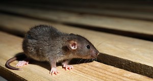 Mice Damage Melbourne Homes | Hidden Rodent Risks | Pest-Zap