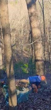 cutting on a steep hill side! #logging #lumberjack #chainsaw #stihl