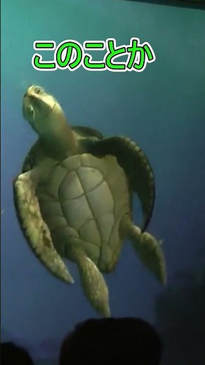 定番の流れはゲストから作れる？【タートルトーク】東京ディズニーシー