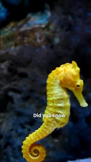 Why Do Male Seahorses Give Birth? 🐟 Unbelievable Ocean Facts!