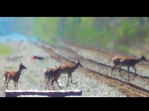 Why Deer Get Hit By Trains
