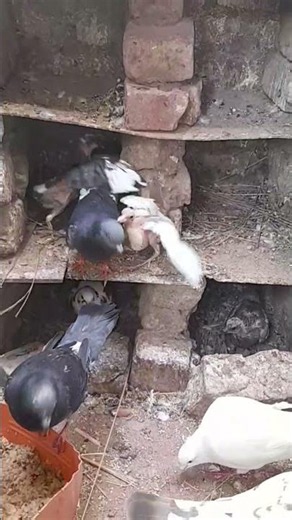 تربية الحمام البلدى بالبيت مشروع المربح