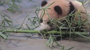 58M views · 2.4M reactions | The largest newspaper in China, updates on the latest news and hot topic | People's Daily, China | Facebook