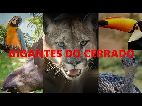 INCRÍVEL-Conheça 5 ANIMAIS lindos do CERRADO BRASILEIRO