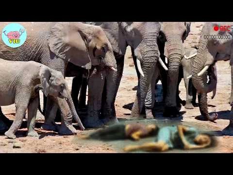 82 MOST TERRIFYING ANIMAL ATTACKS Ever Caught on Camera | Wild Animals Invading People’s Homes