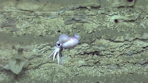 120K views · 13K reactions | With its cartoonishly large eyes, this little bobtail squid could be right out of a gothic fantasy movie! It was seen at a depth of 1,030 meters (3,380 feet) during a dive to explore Atlantis Canyon off the U.S. northeast coast. Our #Halloween countdown continues: https://oceanexplorer.noaa.gov/news/exploration-extras/22-halloween/welcome.html | NOAA Ocean Exploration | Facebook