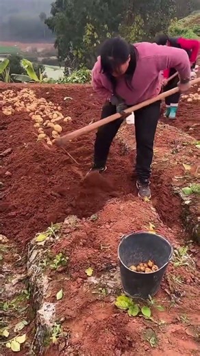 Digging potatoes in the red soil