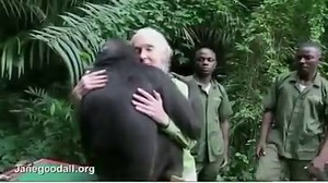 2.1M views · 34K shares | Dr. Jane Goodall releases a rehabbed chimp back into the wild, but not before the chimp does this... (See more at www.janegoodall.org) | We Are Humanity | Facebook