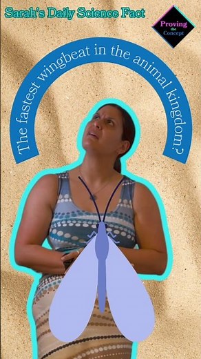 The fastest wingbeat in the animal kingdom?