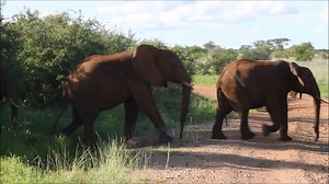 When elephants migrate to and from Meru they gather in large herds. Some say the rain season is the best time to visit Meru. Green and full of giants. | Murera Springs Eco Lodge