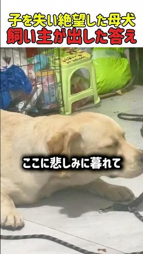 【涙】「お願い、戻ってきて」愛する我が子を失った母犬。絶望の淵で出会った新しい小さな命の奇跡 #いぬ #犬 #犬動画 #犬の絆 #感動 #母犬 #子犬 #母性 #命の尊厳 #動物の愛 #shorts