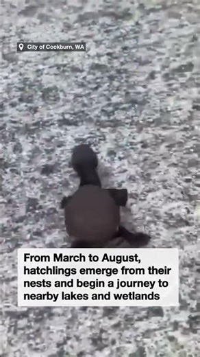 Adorable turtle hatchlings spotted scuttling on Perth footpath