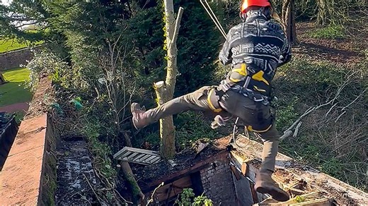 Arborist takes wild swing off tree, nearly drops into dilapidated shack