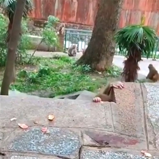 What happened to baby monkey | Monkey TV News