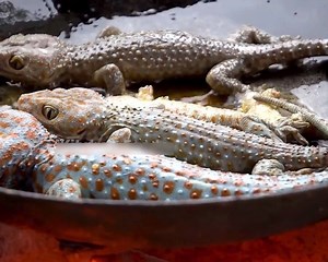 Finding Food and Catch GECKO in Forest Eating Delicious! | Skill IDEA