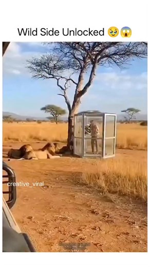 creative_viral on Instagram: "This post shares a 10-second video of dachshunds in vibrant bandanas energetically playing volleyball across a net on a field, surrounded by a cheering crowd of humans, evoking a whimsical "Dog Olympics" vibe. , a daily pet content aggregator that disclaims ownership, the clip has garnered 425,000+ views, 500+ likes, and 80+ reposts within 24 hours, fueled by its adorable chaos and shareable humor. While visually polished, the video aligns with 2025's surge in anima