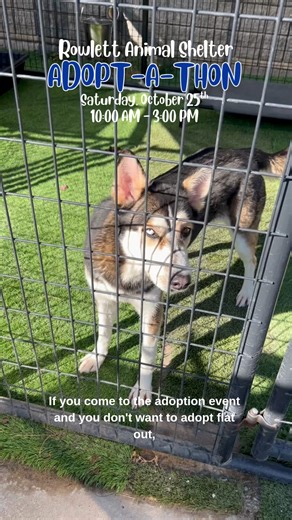 7.1K views · 46 reactions | ❤️ CODE RED: The Rowlett Animal Shelter...