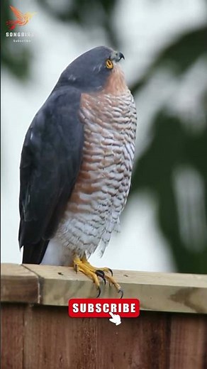 Sparrowhawk Bird Call #birds #sparrow #hawks #viral #nature #trending #birdsounds #animal