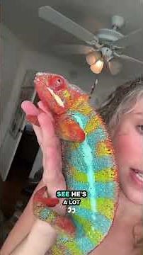 Here’s an example of a chameleon changing colors Sprinkles gets bright when he’s excited 🫶🏻🌈