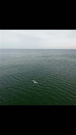 Albatross🦤leads🛸a Drone💫over🌄the🪼ocean🌊— Watch⏱️to the🦤End! (Slow Motion 3)