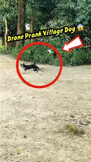 Pranking Funniest Dog Moments 😂 | Epic Dog Reactions & Funny Animal Pranks! 😱 #shorts #youtube