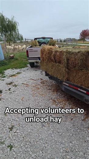 Unloading hay, also a super fun weekend job. Fall chores..never end. Also alpacas stop for snacks way to frequently to be considered helpful. #alpacas #Iowa #farmlife #animals #hay #work #hobbyfarm #barn | Stone Workshops LLC