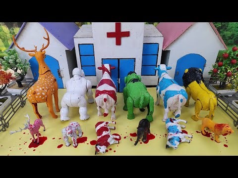 Wadidau ‼️ Proses Sapi Lucu Melahirkan Cesar, Simulasi Potong Sapi Qurbani, Idul Idha.