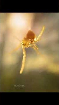 Spiders Use Electricity to Fly! 🕷️⚡ #NatureDocumentary #animals #wildlife #amnewbutnottheleast #4k