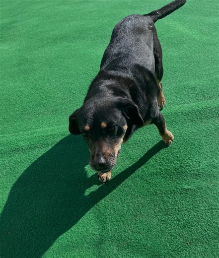 Brown Dog Inn | Java☕️🖤🤎 | Instagram