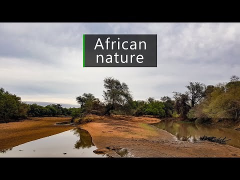 Nature and wildlife sounds - dawn in the South African bush