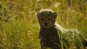 Cheetah Cub Plays with Adult Cheetah in Grassy Field