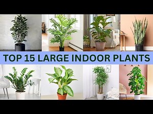 Top 15 Large Indoor Plants That Can Completely Transform Your Home | Big Houseplants