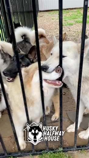 20K views · 588 reactions | We all have that one friend who needs some gentle correction….... to shut their mouth.  Throwing it back to this iconic Halfway Husky moment 藍 Both are no longer halfway home, but we’ll never let them live this down. Tag your friend who could use a little gentle correction  #ThrowbackThursday #HalfwayHusky #becausehusky | Husky Halfway House | Facebook