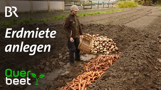 Erdmiete anlegen🥕🥔 Loch graben, Gemüse reinlegen, Loch zu - so funktioniert das Lagern in einer Erdmiete grundsätzlich. Damit Gemüse allerdings wirklich sechs Monate lang frisch bleibt und nicht fault, gilt es noch einige Feinheiten zu beachten. Mehr im Video: | Querbeet