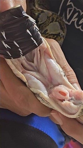 Don’t Get Bitten! Close Up with a Python 🦷🚫
