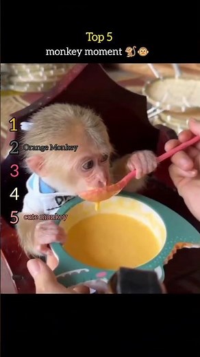 Top 5 Funniest Monkey Moments 🐒 | Hilarious & Cute Monkey Fails Compilation