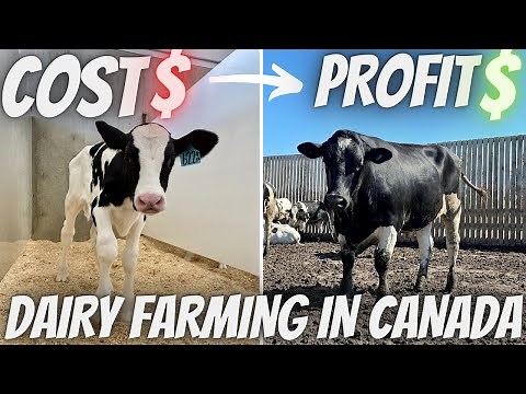 Finances Behind Raising Holstein Steers