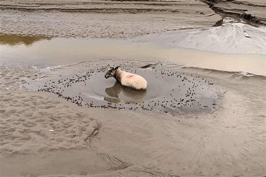 Pictures show 'difficult' rescue of sheep stuck in quicksand in Morecambe Bay