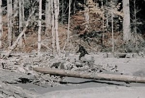 A lenda de Bigfoot, o Pé Grande