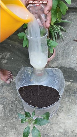 🌶️ Best Water Jar Gardening Trick for Bigger Chilli Harvest! 🌿 #shorts #gardening #chiliplant #diy