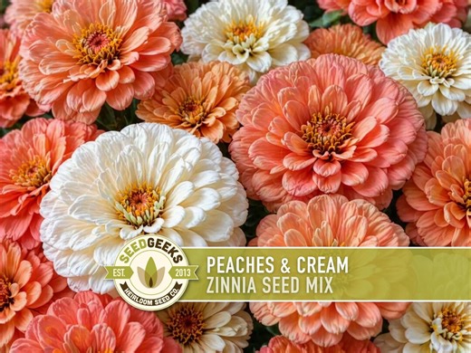 Peaches & Cream Zinnia Seed Mix | 100  Seeds, Salmon, Peach and White Flowers | Zinnia Elegans - Etsy