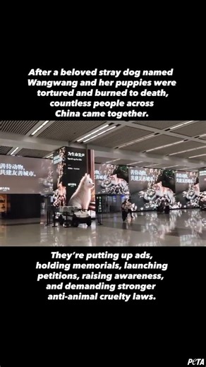 One of the most significant movements for animals in China in recent years, is now spreading.
