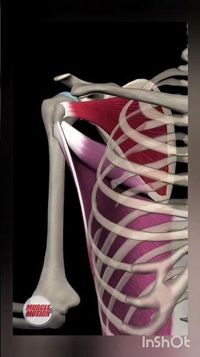 “Scapula Muscles Explained: Front & Back View | Quick Anatomy Guide!”
