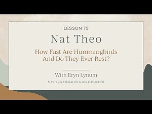 How Fast Are Hummingbirds and Do They Ever Rest? Lesson 75