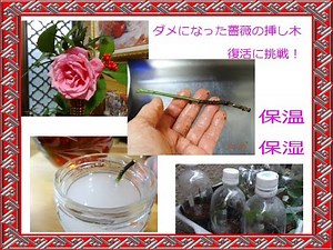 【再・挿し木】ダメになった「バラの挿し木」を復活させる試み＆保温・保湿の方法