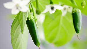 10 successful gardening tips for growing serrano peppers